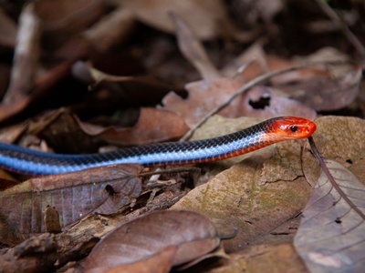 Blue Malayan coral snake