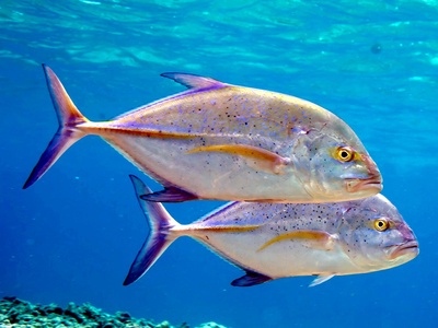 Blue trevally