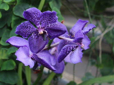 Blue vanda