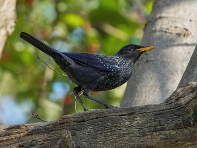 Blue Whistling Thrush