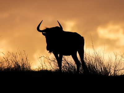 Blue wildebeest