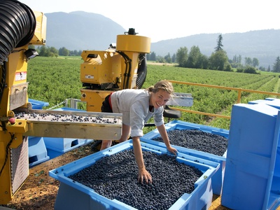 Blueberry (cultivated)