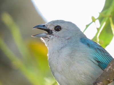 Blue‑gray Tanager