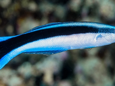 Bluestreak Cleaner Wrasse
