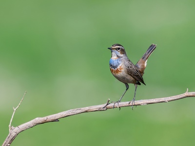 Bluethroat