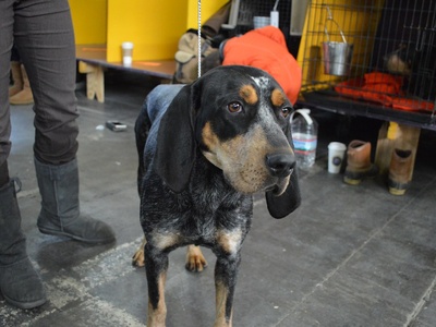 Bluetick Coonhound