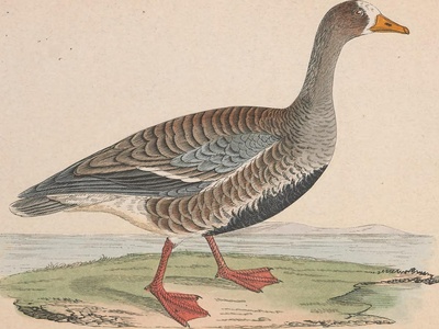 Blue‑winged goose