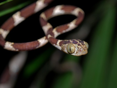 Blunthead tree snake