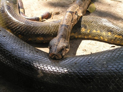 Boa constrictor