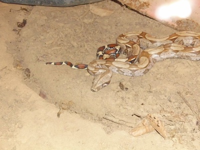 Boa constrictor
