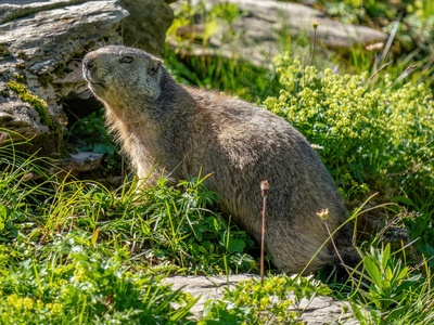 Bobak marmot