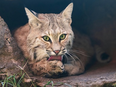 Bobcat