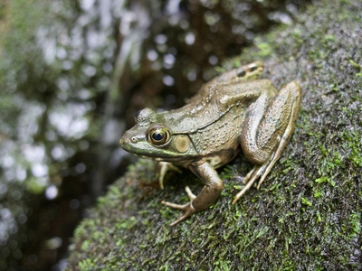 Bocage's Tree Frog