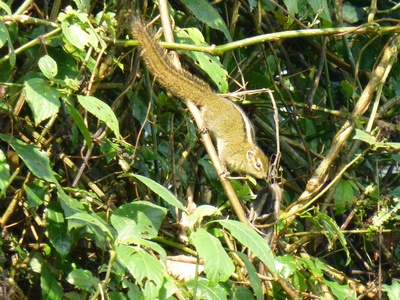 Boehm's Bush Squirrel