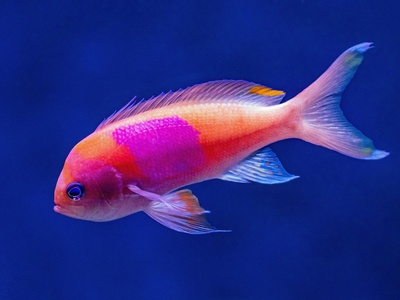 Boeseman's rainbowfish