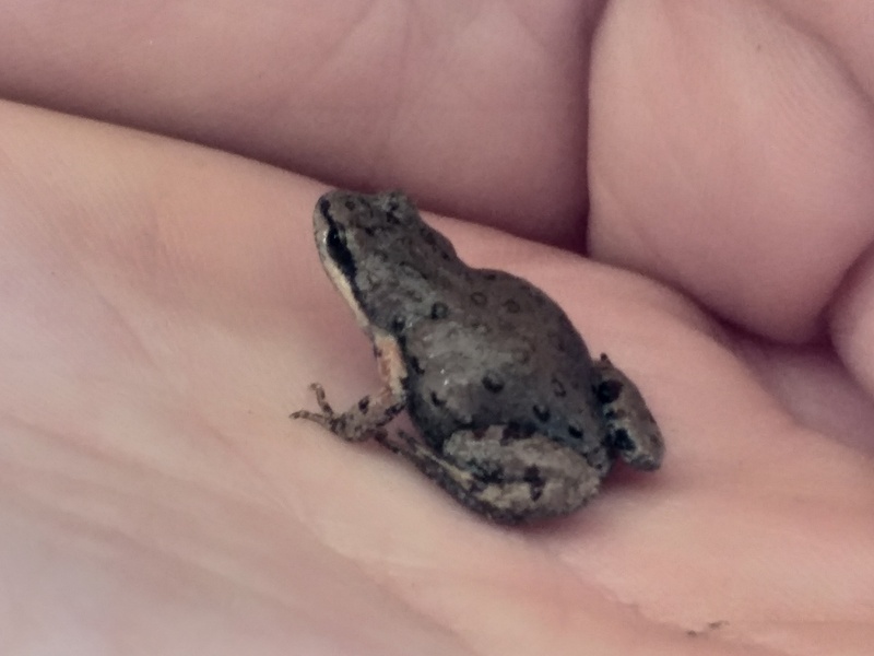Adaptable Frog Amphibians of Africa: The Complete List - Flora Fauna Fun