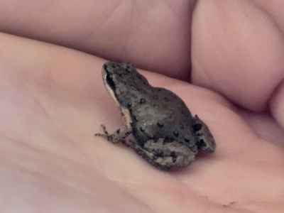 Boettger's Dainty Frog