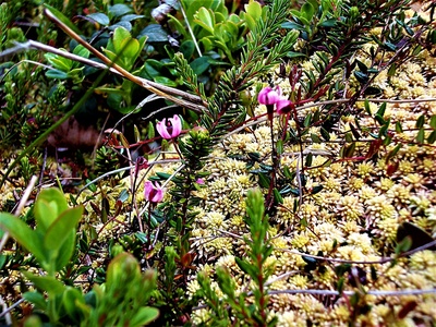 Bog cranberry (small cranberry)