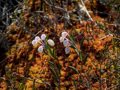 Bog rosemary