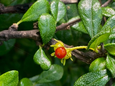 Bog whortleberry (low-growing bilberry)