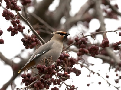 Bohemian Waxwing