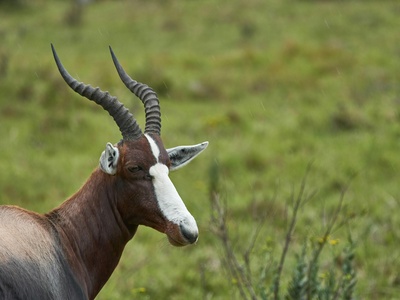 Bontebok