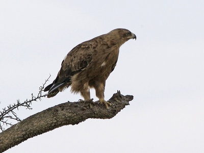 Booted Eagle