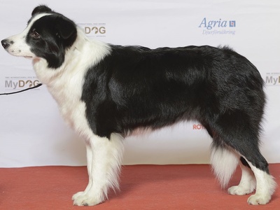 Border Collie