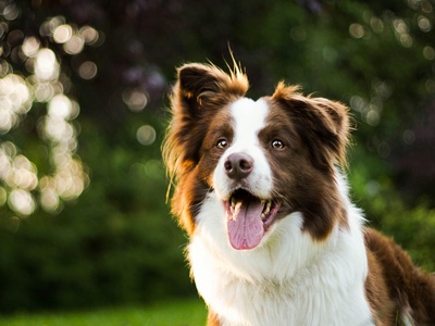 Border Collie