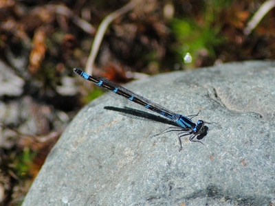 Boreal Bluet