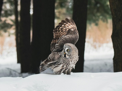 Boreal Owl