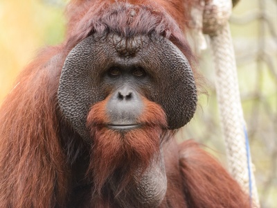 Bornean orangutan