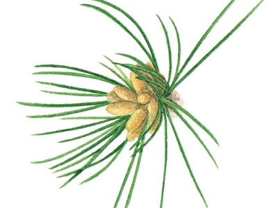 Bosnian pine
