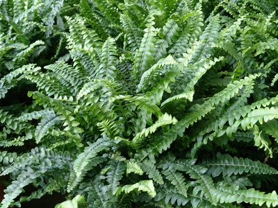 Boston fern