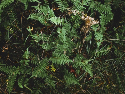 Boston fern (cultivar 'Bostoniensis')