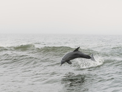 Bottlenose dolphin