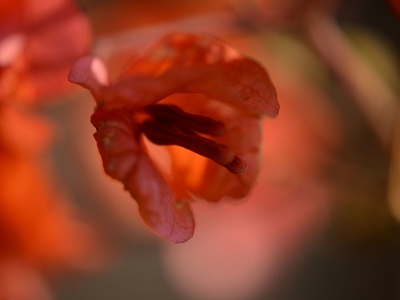 Bougainvillea (detail)