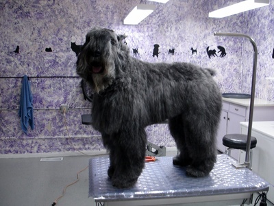 Bouvier des Flandres
