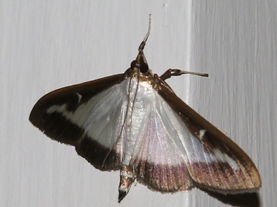 Box tree moth (not established)