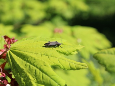 Boxelder Bug