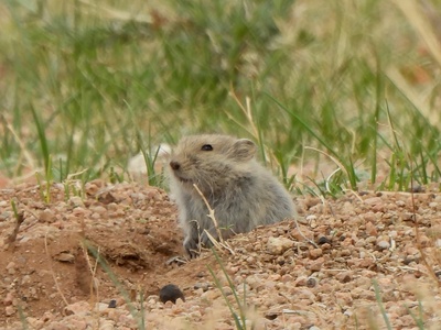 Brandt's vole
