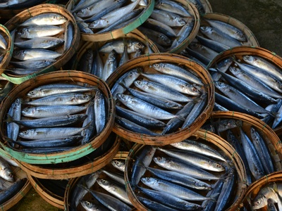 Brazilian sardine