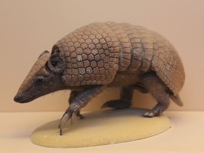 Brazilian three-banded armadillo