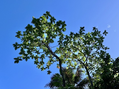 Breadfruit