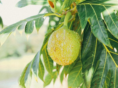 Breadfruit