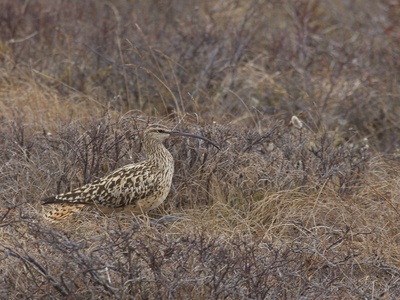 Bristle-thighed Curlew