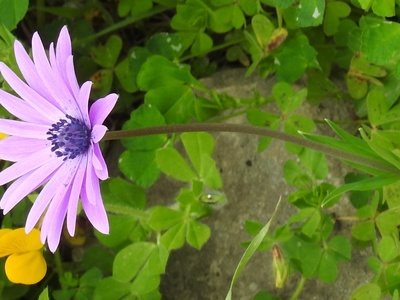 Broad-leaved Anemone
