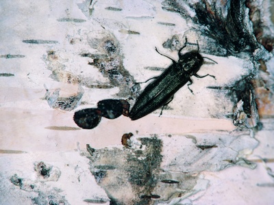Bronze birch borer