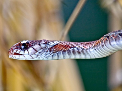 Brown-banded water snake