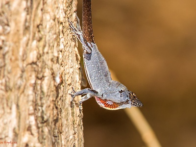 Brown anole